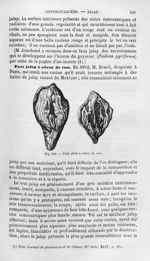 Faux jalap à odeur de rose - Histoire naturelle des drogues simples, ou Cours d'histoire naturelle p [...]