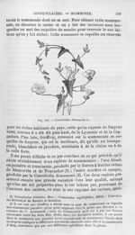 Convolvulus Scammonia L - Histoire naturelle des drogues simples, ou Cours d'histoire naturelle prof [...]