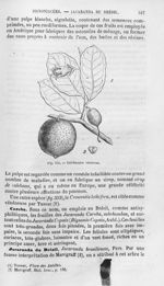 Calebassier vénéneux - Histoire naturelle des drogues simples, ou Cours d'histoire naturelle profess [...]