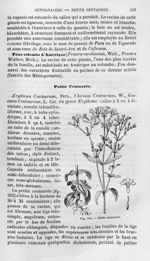 Petite centaurée - Histoire naturelle des drogues simples, ou Cours d'histoire naturelle professé à  [...]