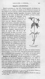 Spigélie anthelmintique - Histoire naturelle des drogues simples, ou Cours d'histoire naturelle prof [...]