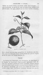 Vomiquier tieuté - Histoire naturelle des drogues simples, ou Cours d'histoire naturelle professé à  [...]