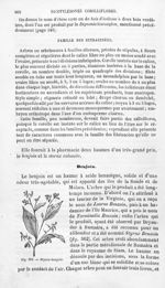 Styrax-benjoin - Histoire naturelle des drogues simples, ou Cours d'histoire naturelle professé à l' [...]