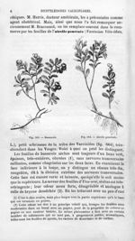 Busserole / Airelle ponctuée - Histoire naturelle des drogues simples, ou Cours d'histoire naturelle [...]