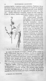 Chicorée sauvage - Histoire naturelle des drogues simples, ou Cours d'histoire naturelle professé à  [...]
