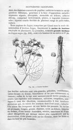 Grande bardane - Histoire naturelle des drogues simples, ou Cours d'histoire naturelle professé à l' [...]