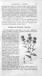 Carthame - Histoire naturelle des drogues simples, ou Cours d'histoire naturelle professé à l'École  [...]