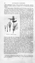 Aplotaxis Lappa - Histoire naturelle des drogues simples, ou Cours d'histoire naturelle professé à l [...]