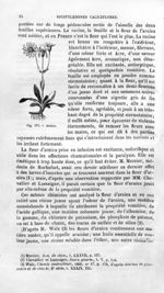 Arnica - Histoire naturelle des drogues simples, ou Cours d'histoire naturelle professé à l'École su [...]