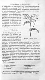 Tanaisie vulgaire - Histoire naturelle des drogues simples, ou Cours d'histoire naturelle professé à [...]