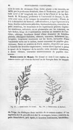 Semen-contra du Levant / Semen-contra de Barbarie - Histoire naturelle des drogues simples, ou Cours [...]