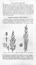 Armoise vulgaire / Absinthe pontique ou petite absinthe - Histoire naturelle des drogues simples, ou [...]