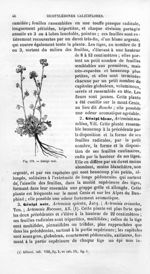Génipi vrai - Histoire naturelle des drogues simples, ou Cours d'histoire naturelle professé à l'Éco [...]
