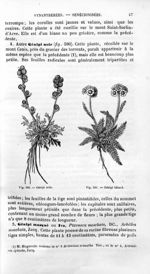 Génipi noir / Génipi bâtard - Histoire naturelle des drogues simples, ou Cours d'histoire naturelle  [...]