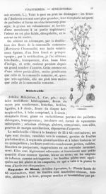 Camomille commune - Histoire naturelle des drogues simples, ou Cours d'histoire naturelle professé à [...]