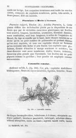 Camomille romaine - Histoire naturelle des drogues simples, ou Cours d'histoire naturelle professé à [...]