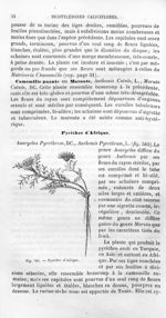 Pyrèthre d'Afrique - Histoire naturelle des drogues simples, ou Cours d'histoire naturelle professé  [...]
