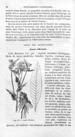 Aunée officinale - Histoire naturelle des drogues simples, ou Cours d'histoire naturelle professé à  [...]