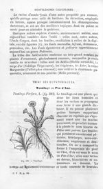 Tussilage - Histoire naturelle des drogues simples, ou Cours d'histoire naturelle professé à l'École [...]