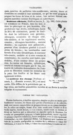 Scabieuse officinale - Histoire naturelle des drogues simples, ou Cours d'histoire naturelle profess [...]