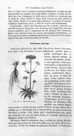 Valériane sauvage - Histoire naturelle des drogues simples, ou Cours d'histoire naturelle professé à [...]