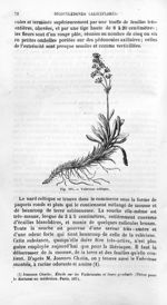 Valériane celtique - Histoire naturelle des drogues simples, ou Cours d'histoire naturelle professé  [...]