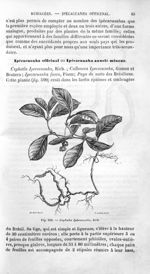 Cephoelis Ipecacuanha, Rich - Histoire naturelle des drogues simples, ou Cours d'histoire naturelle  [...]