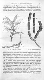 Psychotria emetica / Ipécacuanha strié - Histoire naturelle des drogues simples, ou Cours d'histoire [...]