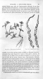 Richardsonia brasiliensis / Ipécacuanha ondulé - Histoire naturelle des drogues simples, ou Cours d' [...]