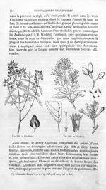 Cinchona - Histoire naturelle des drogues simples, ou Cours d'histoire naturelle professé à l'École  [...]
