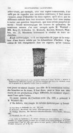 Coupe d'une écorce de C. ovata - Histoire naturelle des drogues simples, ou Cours d'histoire naturel [...]