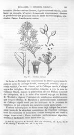 Cinchona Calisaya - Histoire naturelle des drogues simples, ou Cours d'histoire naturelle professé à [...]