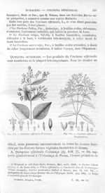 Cinchona officinalis Uritusinga / Cinchona officinalis Bonplandiana - Histoire naturelle des drogues [...]
