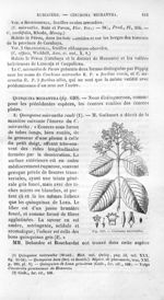 Cinchona micrantha - Histoire naturelle des drogues simples, ou Cours d'histoire naturelle professé  [...]