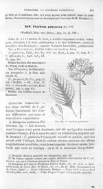 Cinchona pubescens - Histoire naturelle des drogues simples, ou Cours d'histoire naturelle professé  [...]