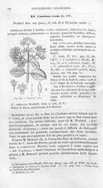 Cinchona ovata - Histoire naturelle des drogues simples, ou Cours d'histoire naturelle professé à l' [...]