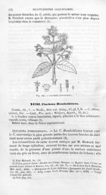 Cinchona glandulifera - Histoire naturelle des drogues simples, ou Cours d'histoire naturelle profes [...]