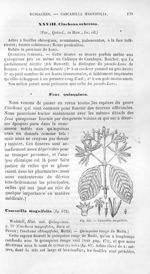 Cascarilla magnifolia - Histoire naturelle des drogues simples, ou Cours d'histoire naturelle profes [...]