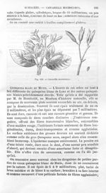 Cascarilla macrocarpa - Histoire naturelle des drogues simples, ou Cours d'histoire naturelle profes [...]