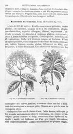 Exostemma floribundum / Exostemma caribaeum - Histoire naturelle des drogues simples, ou Cours d'his [...]