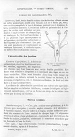 Caprifoliacées (Viburnum) - Histoire naturelle des drogues simples, ou Cours d'histoire naturelle pr [...]