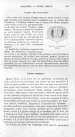 Araliacées (Adoxa) - Histoire naturelle des drogues simples, ou Cours d'histoire naturelle professé  [...]