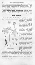 Ginseng - Histoire naturelle des drogues simples, ou Cours d'histoire naturelle professé à l'École s [...]