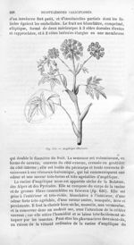 Angélique officinale - Histoire naturelle des drogues simples, ou Cours d'histoire naturelle profess [...]