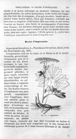 Impératoire - Histoire naturelle des drogues simples, ou Cours d'histoire naturelle professé à l'Éco [...]