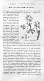Chardon-roland - Histoire naturelle des drogues simples, ou Cours d'histoire naturelle professé à l' [...]