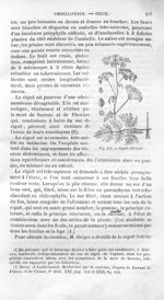 Ciguë officinale - Histoire naturelle des drogues simples, ou Cours d'histoire naturelle professé à  [...]