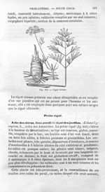 Ciguë vireuse - Histoire naturelle des drogues simples, ou Cours d'histoire naturelle professé à l'É [...]