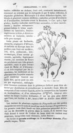 Anis vert - Histoire naturelle des drogues simples, ou Cours d'histoire naturelle professé à l'École [...]