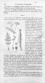 Carvi - Histoire naturelle des drogues simples, ou Cours d'histoire naturelle professé à l'École sup [...]
